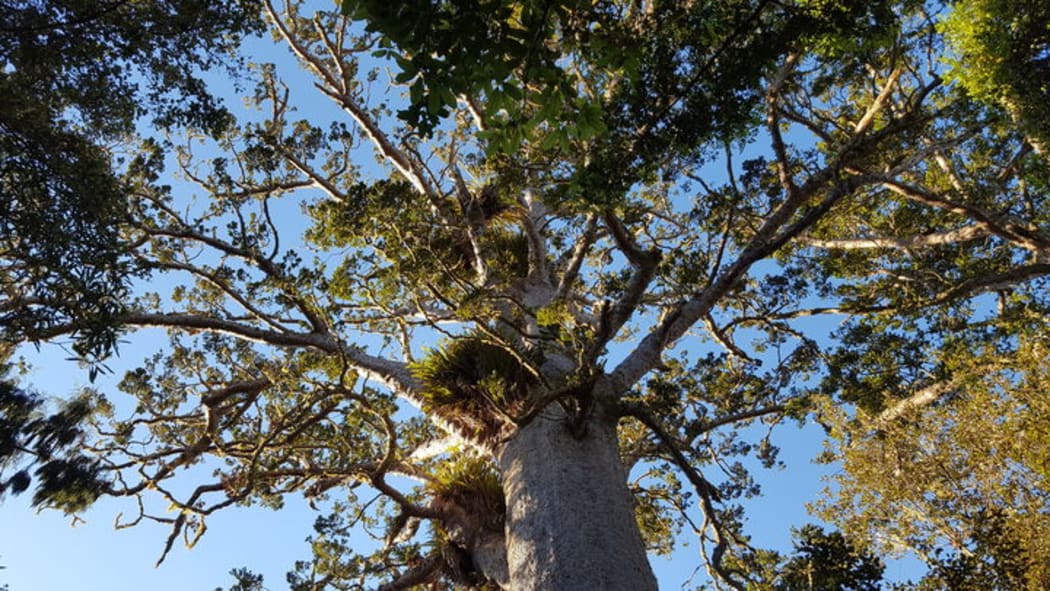 Kauri in the Waitakere Ranges