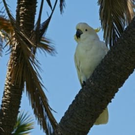 Photo for Sulphur-crested cockatoo