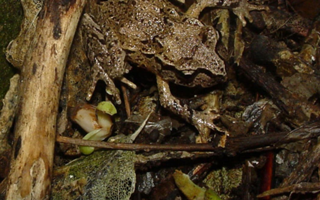 Hamilton's frog