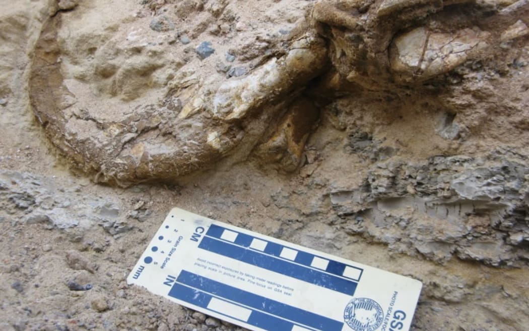 One of the dinosaur's claws was unearthed with its keratinous sheath still preserved.