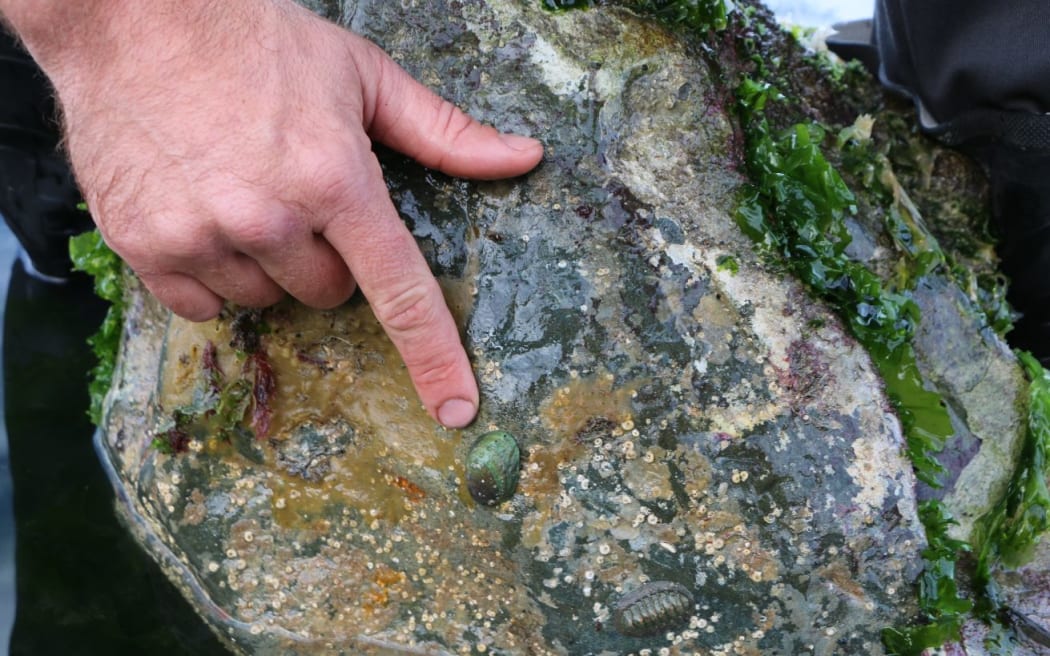 Juvenile pāua on the Kaikōura coast.