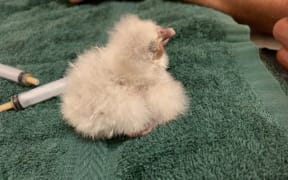 A very young kākāpō chick at Whenua Hou / Codfish Island.