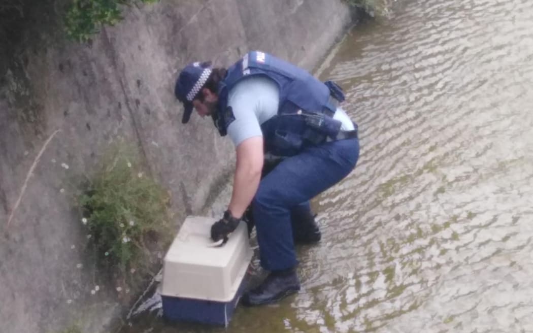 A police officer rescues a cat from a culvert.