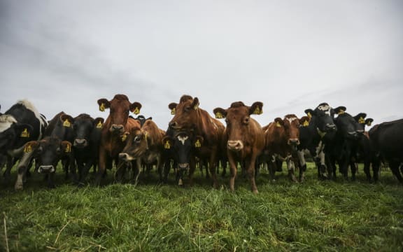 The Mathiesons converted their Southland farm to dairy in 2008