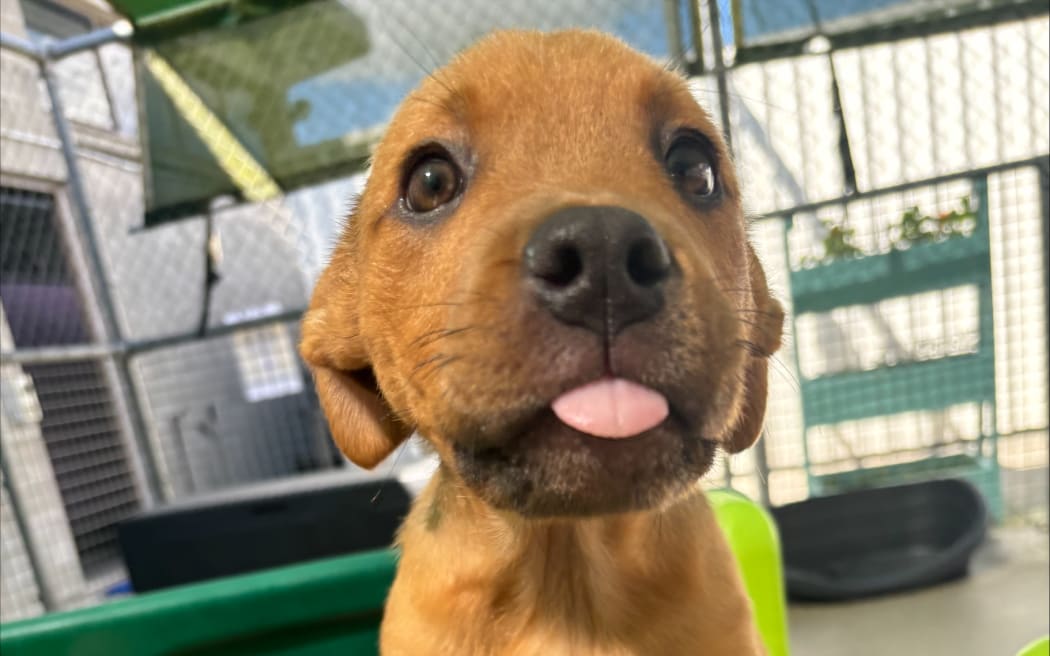 The Pukekohe shelter's sole purpose is to train and nurture unclaimed dogs for adoption.
