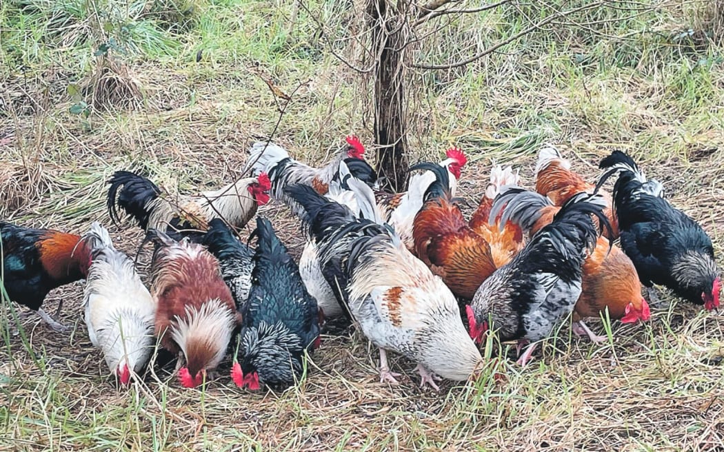 This photo of the dumped roosters at Wardlaw Glade was posted on social media by Denise Peiris, leading to their rescue by Nicola Wood.