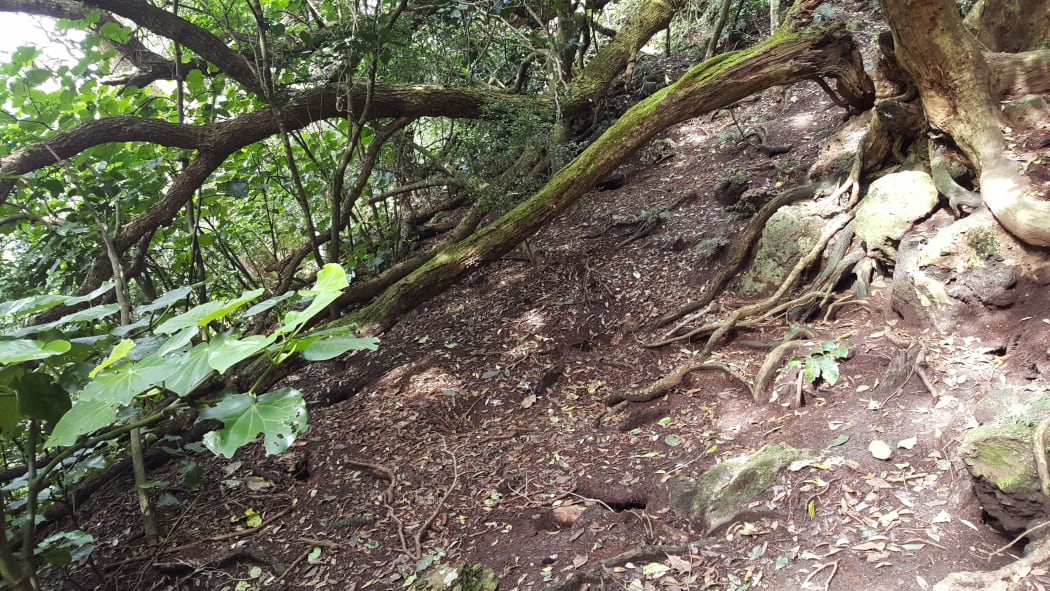 Forest floor on the Poor Knights Islands honeycombed with Buller's shearwater burrows.