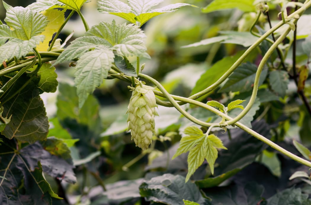 Hop cones for making beer and bread.
