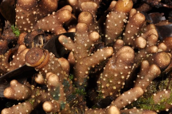 The branching above-ground tubers and young inflorescences, or flower heads, of the newly described parasitic plant Balanophora coralliformis, from the Philippines.