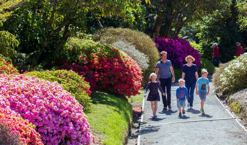 Pukeiti regional gardens in Taranaki.