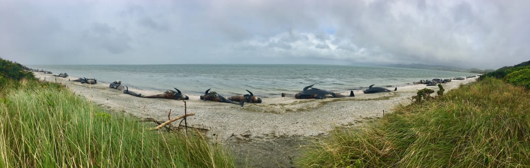 Whale graveyard at Farewell Spit. Photo take 13 February 2017.
