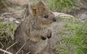 Quokka