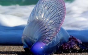Portuguese man o' war jellyfish