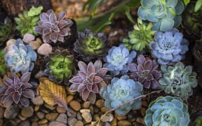 Succulents.