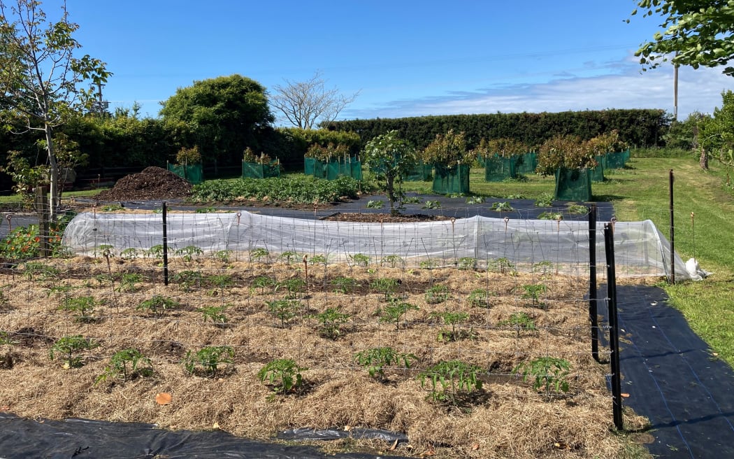 Beds of vegetables in the main growing area and avocado trees in the distance