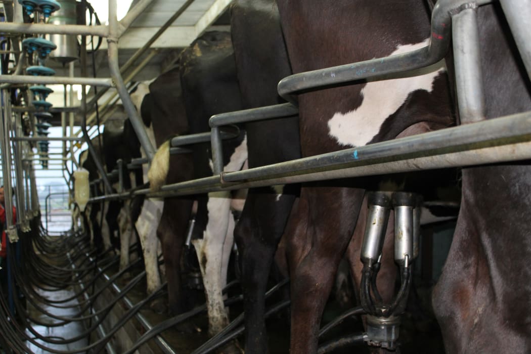 Cows in dairy shed