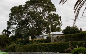 Auckland Council admitted human error likely resulted in the pohutukawa being left off the list.