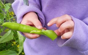 Beans being harvested from the Doctors Plot.