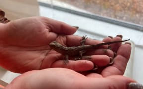 One of four baby tuatara discovered this week in Invercargill. It was a "needle in a haystack" type situation, according to council parks and recreation manager Caroline Rain.