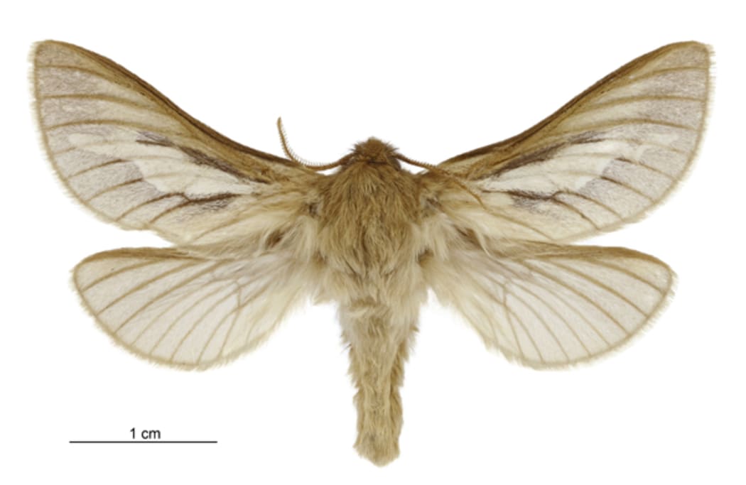 Ghost Moth - heloxycanus patricki - male