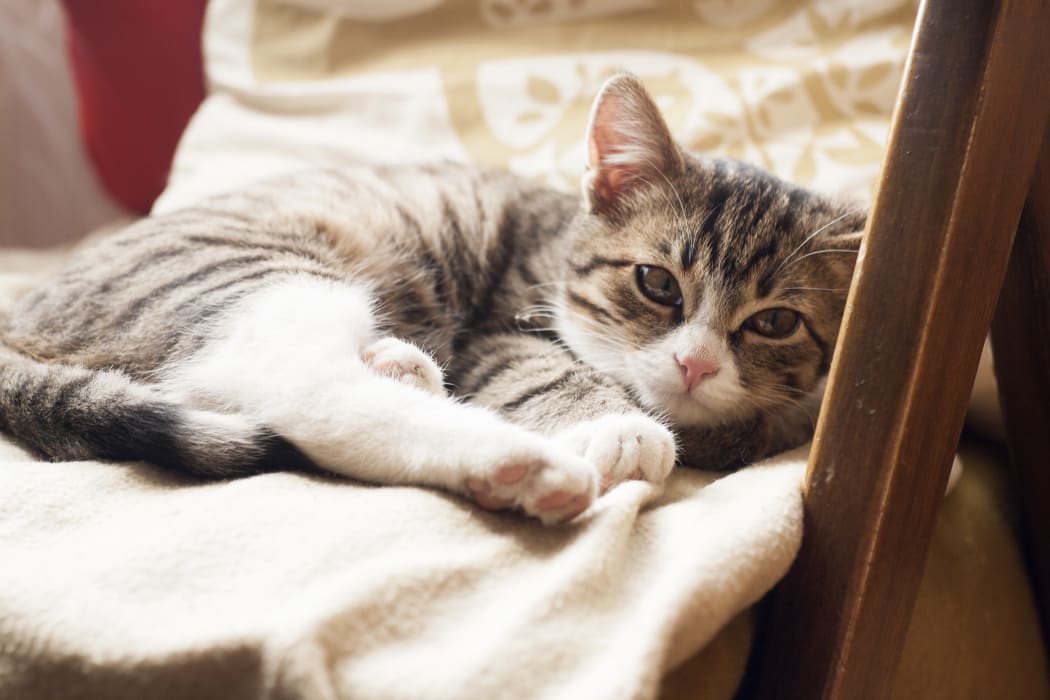File photo of a cute cat - not the one injured in the motorway incident.