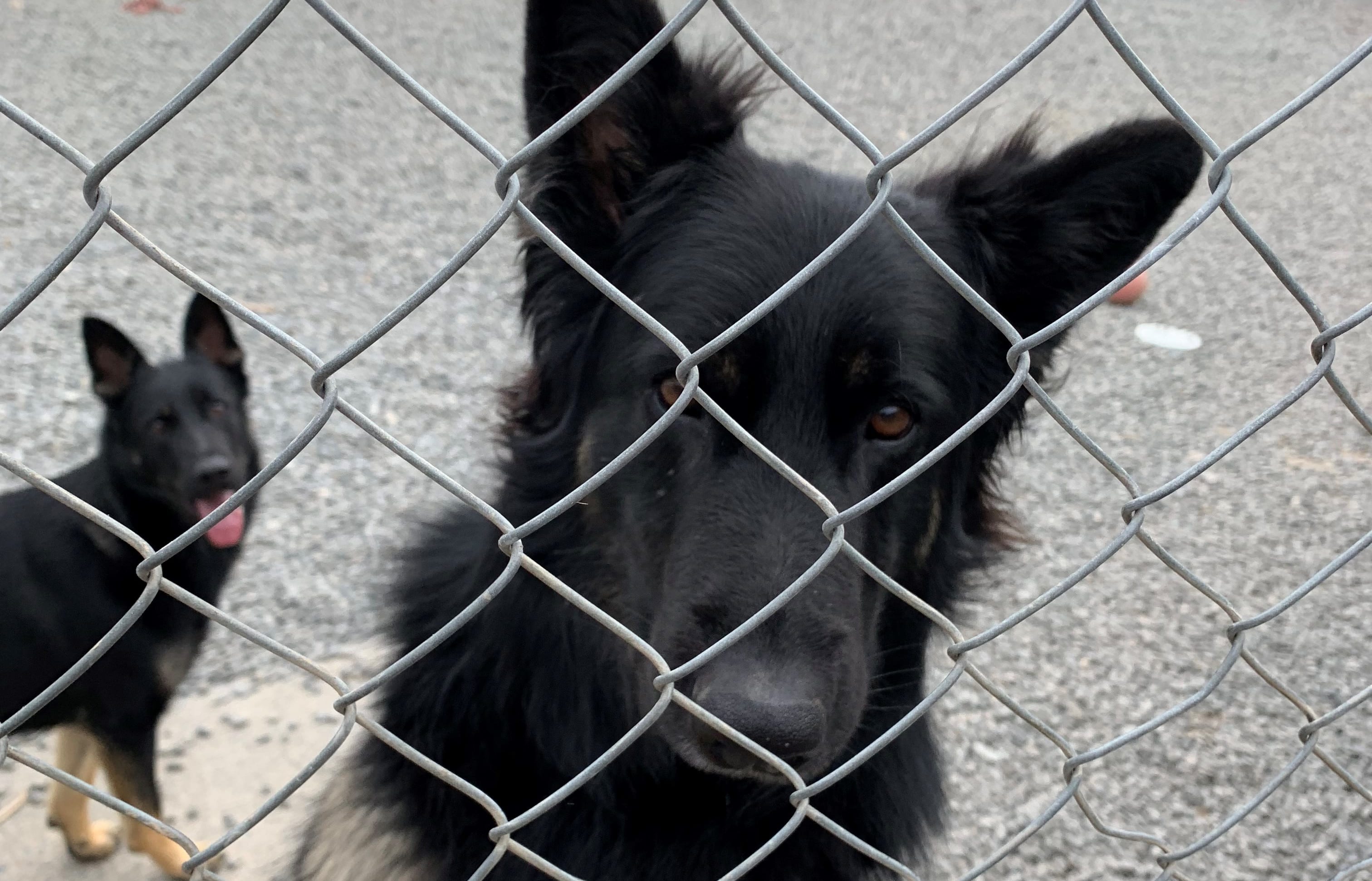 Police dog Archer and companion dog Covak react to Bach
