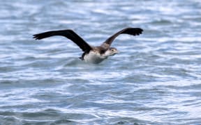 Marlborough Sounds - single use only