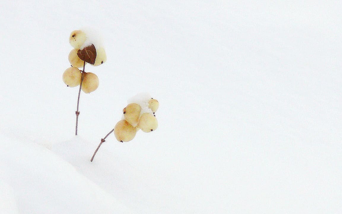 Snowberries