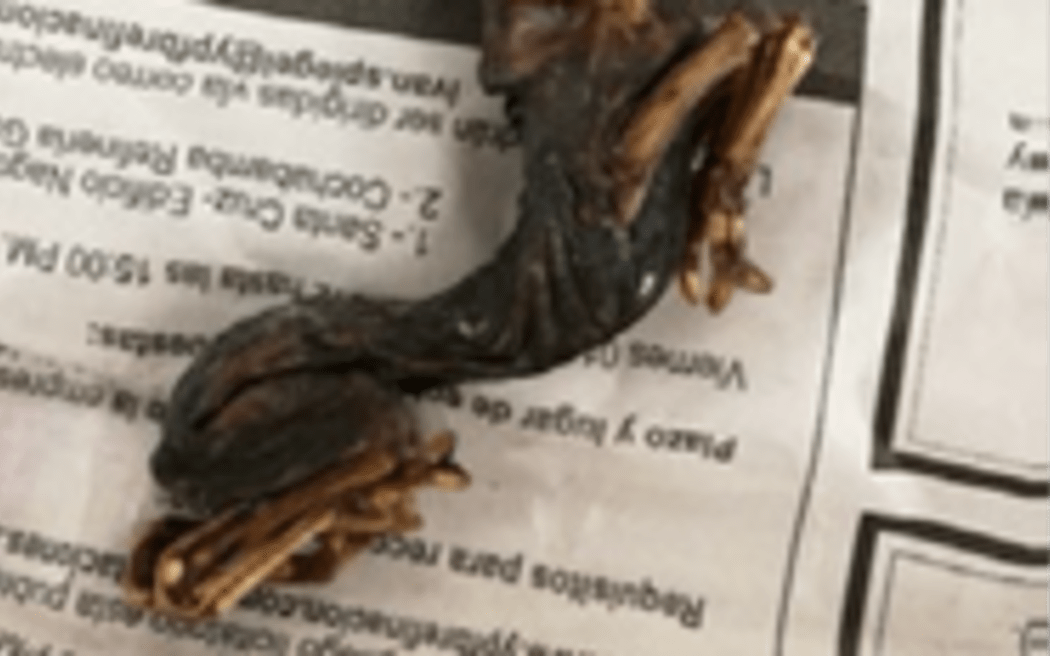 A dried llama foetus was seized at Auckland Airport this year.