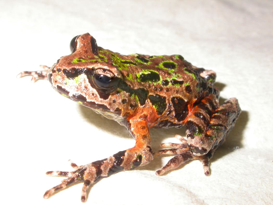 The rare Archey's Frog.