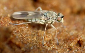 A new fly species, now named Scorpiurus aramoana, was found late last year by an Otago of University professor.
