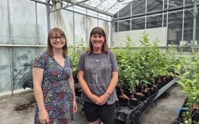 From left: Anna Tattersall from Plant & Food research's post-harvest lab along with Natalie Proffitt, the pipfruit breeding programme operations manager.