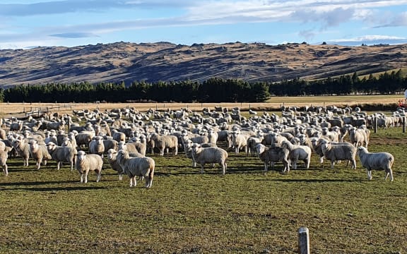 Otago