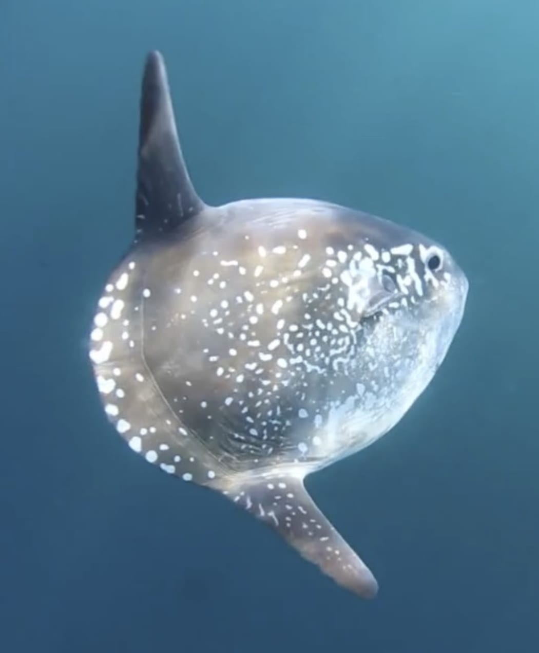 Hoodwinder sunfish - Mola tecta