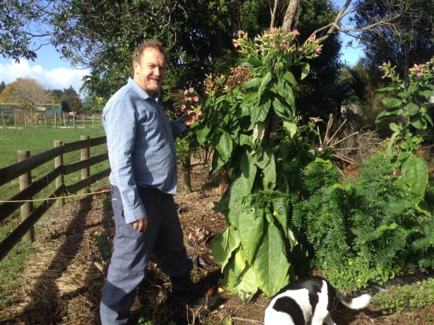 can you grow tobacco in new zealand Tobacco industry pushes for crackdown on home-growers