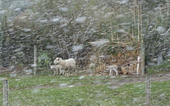 Livestock holding out on a farm near Waihola, Otago as the frost kicks in during a wintry blast on 29 September, 2020.