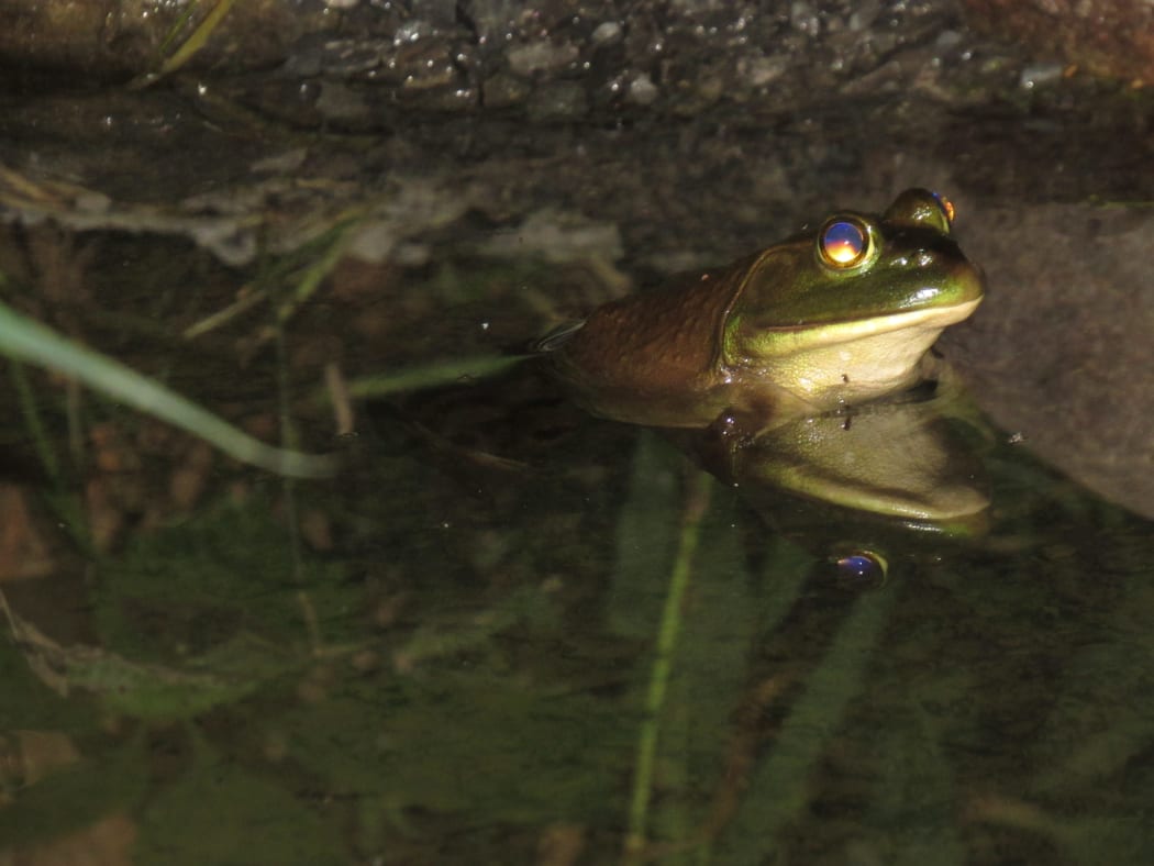 121431231 - frog