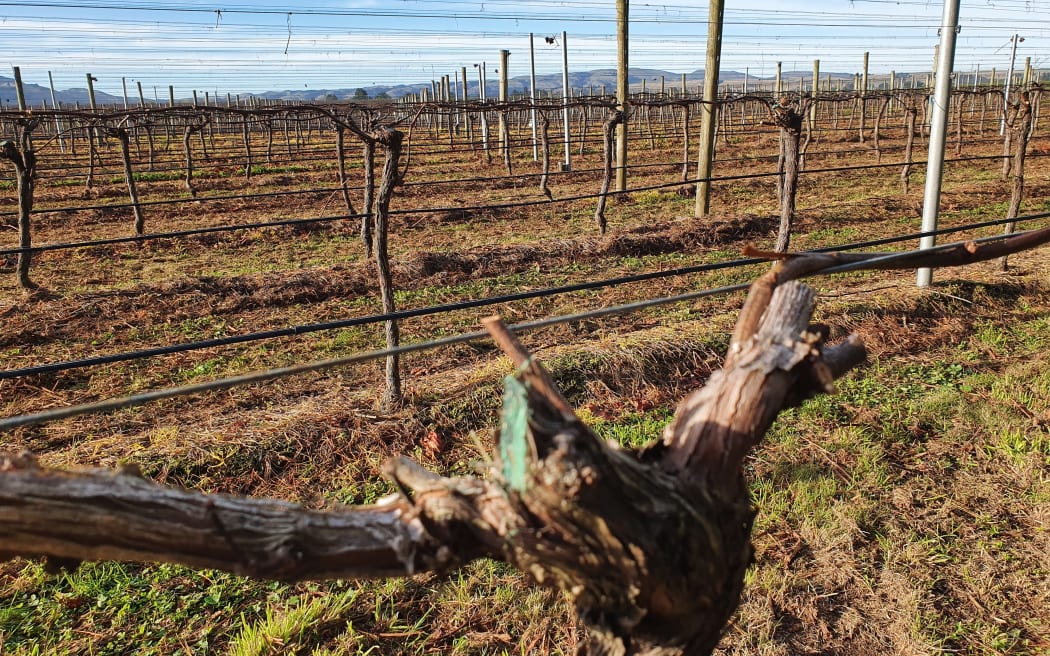 Newly pruned vines in a Wairarapa vineyard