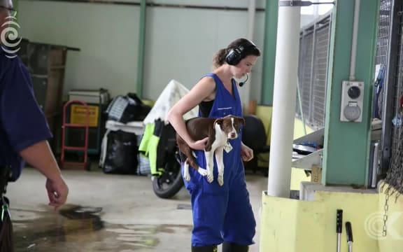 1200 menacing dogs registered in Auckland in one year: RNZ Checkpoint