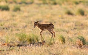 The population of the critically endangered Saiga antelope has more than doubled since 2019