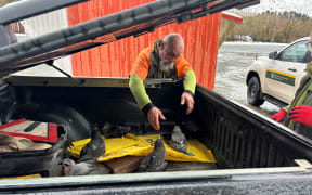 A Department of Conservation ranger with some of the tītī in Garston.