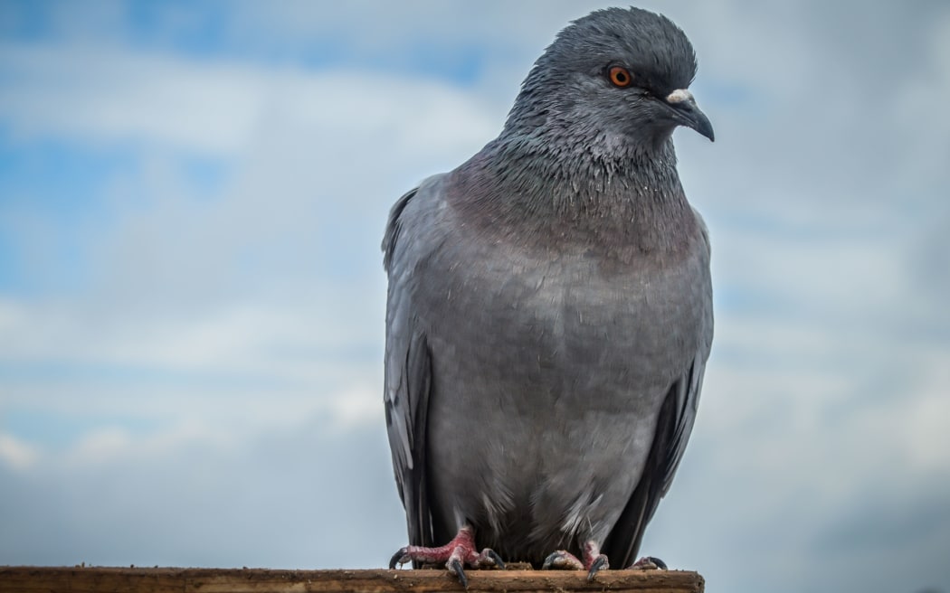 Pigeon at Pigeon Valley