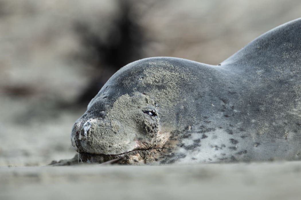 A leopard seal at a Christchurch beach. (This photo was shot with a telephoto lens, to obey the DOC advice about keeping a safe perimeter).