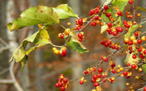 Climbing Spindleberry