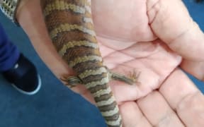 A small lizard in a person's hand.
