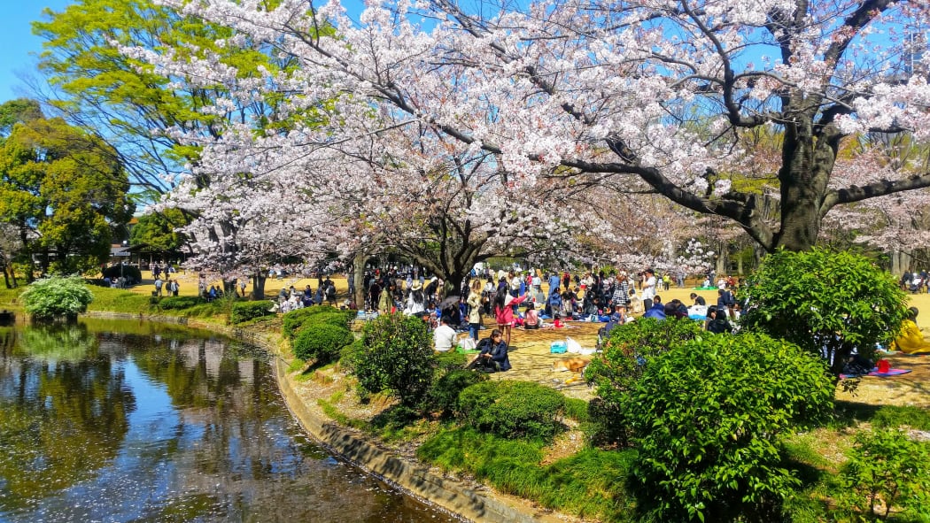 Springtime in Tokyo