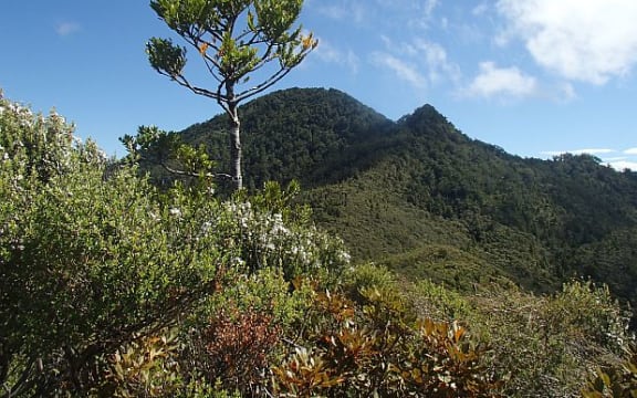 The largest colony of black petrels, numbering about 2500 breeding pairs, is found on the high forested slopes of Great Barrier Island's highest point, Hirakimata/Mount Hobson
