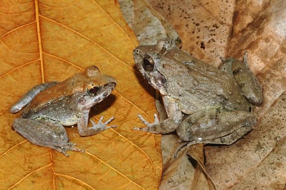 The Indonesian fanged frog Limnonectes larvaepartus lays live tadpoles, rather than eggs or live froglets. A male is pictured at left and female at right.