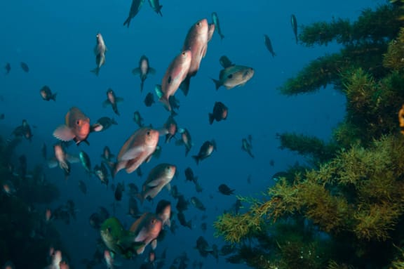 School of fish