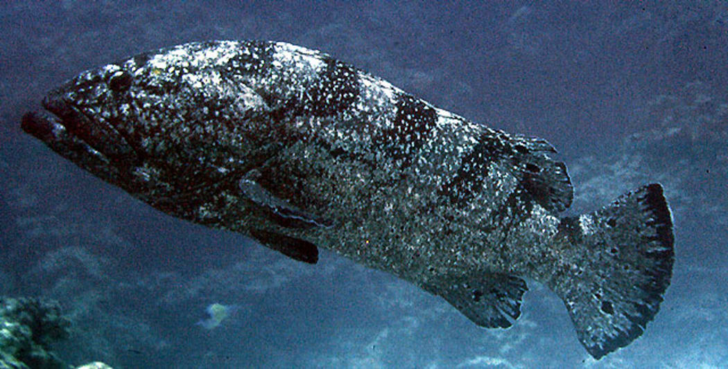 Epinephelus_daemelii - The Black Grouper
